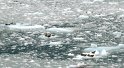 IMG_a269 Seals resting in front of the Hubbard Glacier